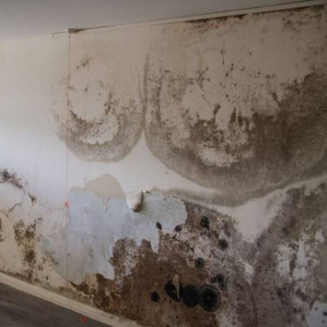 Sơn bị ẩm mốc